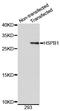 Heat Shock Protein Family B (Small) Member 1 antibody, STJ110907, St John