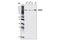 Minichromosome Maintenance Complex Component 2 antibody, 4007S, Cell Signaling Technology, Western Blot image 