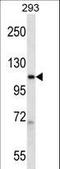 RNA Polymerase II Subunit B antibody, LS-C163849, Lifespan Biosciences, Western Blot image 