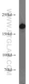 Contactin Associated Protein 1 antibody, 55417-1-AP, Proteintech Group, Western Blot image 