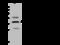 WD Repeat Domain 54 antibody, 203209-T32, Sino Biological, Western Blot image 