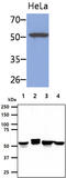 Keratin 8 antibody, MBS200222, MyBioSource, Western Blot image 