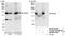 DEAD-Box Helicase 46 antibody, NB100-57490, Novus Biologicals, Western Blot image 