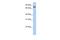 Mitofusin 2 antibody, PA5-42171, Invitrogen Antibodies, Western Blot image 