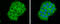 GIT ArfGAP 1 antibody, GTX133292, GeneTex, Immunocytochemistry image 