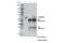 Nuclear Receptor Subfamily 2 Group C Member 2 antibody, 68191S, Cell Signaling Technology, Immunoprecipitation image 