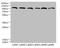 Catsper Channel Auxiliary Subunit Epsilon antibody, orb31110, Biorbyt, Western Blot image 