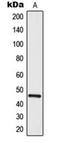 Myeloid Cell Nuclear Differentiation Antigen antibody, orb216161, Biorbyt, Western Blot image 