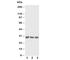 Interleukin 1 Alpha antibody, R30444, NSJ Bioreagents, Western Blot image 