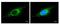 Cytochrome C Oxidase Subunit 4I1 antibody, MA5-17279, Invitrogen Antibodies, Immunofluorescence image 