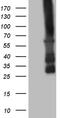 Calcium/Calmodulin Dependent Protein Kinase II Beta antibody, LS-C791593, Lifespan Biosciences, Western Blot image 