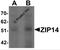 Solute Carrier Family 39 Member 14 antibody, 6105, ProSci, Western Blot image 