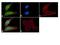 Autophagy Related 4B Cysteine Peptidase antibody, 710915, Invitrogen Antibodies, Immunofluorescence image 