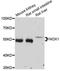 NADPH Oxidase 1 antibody, LS-C747437, Lifespan Biosciences, Western Blot image 