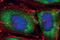 Eukaryotic Translation Initiation Factor 4 Gamma 1 antibody, MA5-14971, Invitrogen Antibodies, Immunofluorescence image 