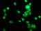 Tribbles Pseudokinase 1 antibody, CSB-PA836296LA01HU, Cusabio, Immunofluorescence image 