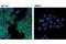 Component Of Inhibitor Of Nuclear Factor Kappa B Kinase Complex antibody, 11930S, Cell Signaling Technology, Immunocytochemistry image 