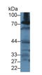 Glutamate-Cysteine Ligase Catalytic Subunit antibody, LS-C294231, Lifespan Biosciences, Western Blot image 