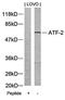 Activating Transcription Factor 2 antibody, orb14447, Biorbyt, Western Blot image 