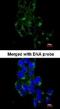 FYN Proto-Oncogene, Src Family Tyrosine Kinase antibody, NBP1-32067, Novus Biologicals, Immunofluorescence image 