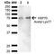 HSP70 antibody, PA5-77829, Invitrogen Antibodies, Western Blot image 