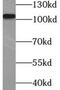 COP1 E3 Ubiquitin Ligase antibody, FNab01864, FineTest, Western Blot image 