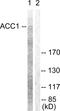 Acetyl-CoA Carboxylase Alpha antibody, LS-C117588, Lifespan Biosciences, Western Blot image 