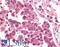 Cyclin Dependent Kinase 12 antibody, LS-A7350, Lifespan Biosciences, Immunohistochemistry frozen image 