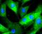 Erk1 antibody, NBP2-67359, Novus Biologicals, Immunocytochemistry image 