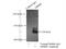 Myosin Phosphatase Rho Interacting Protein antibody, 20040-1-AP, Proteintech Group, Immunoprecipitation image 