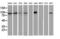 Transforming Acidic Coiled-Coil Containing Protein 3 antibody, LS-C172347, Lifespan Biosciences, Western Blot image 