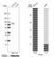 Pentatricopeptide Repeat Domain 1 antibody, NBP1-81493, Novus Biologicals, Western Blot image 