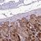 Dihydrouridine Synthase 2 antibody, NBP1-91852, Novus Biologicals, Immunohistochemistry frozen image 
