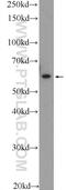 Lymphocyte Antigen 6 Family Member G6F antibody, 25872-1-AP, Proteintech Group, Western Blot image 