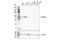 Zinc Finger CCHC-Type Containing 3 antibody, 65321S, Cell Signaling Technology, Western Blot image 