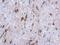 Hypoxia Up-Regulated 1 antibody, NBP1-32140, Novus Biologicals, Immunohistochemistry paraffin image 