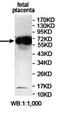 IQ Motif Containing E antibody, orb78028, Biorbyt, Western Blot image 
