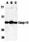 Caspase-13 antibody, orb74403, Biorbyt, Western Blot image 