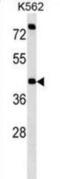 Purinergic receptor antibody, abx028529, Abbexa, Western Blot image 