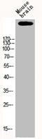 EP300 antibody, A-4020-050, Epigentek, Western Blot image 