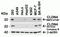 Claudin 4 antibody, NBP2-41187, Novus Biologicals, Western Blot image 