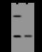 MID1 Interacting Protein 1 antibody, 201198-T36, Sino Biological, Western Blot image 
