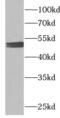 MEK7 antibody, FNab05202, FineTest, Western Blot image 