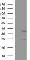 Interleukin-1 alpha antibody, TA506853, Origene, Western Blot image 