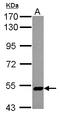 Zinc Finger Protein 329 antibody, LS-C155698, Lifespan Biosciences, Western Blot image 