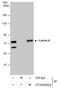 Lamin A/C antibody, GTX629404, GeneTex, Immunoprecipitation image 
