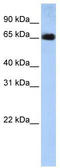 Solute Carrier Family 22 Member 13 antibody, TA333973, Origene, Western Blot image 