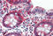 Aldehyde Dehydrogenase 1 Family Member A1 antibody, MBS245816, MyBioSource, Immunohistochemistry frozen image 