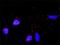 MYC Associated Factor X antibody, H00004149-M01, Novus Biologicals, Proximity Ligation Assay image 