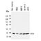 PTTG1 Regulator Of Sister Chromatid Separation, Securin antibody, orb154604, Biorbyt, Western Blot image 